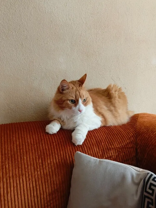 Gülnaz Ateş ürün değerlendirmesi